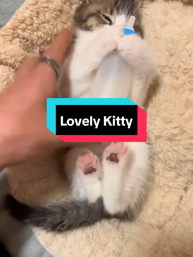 @MeowMagic