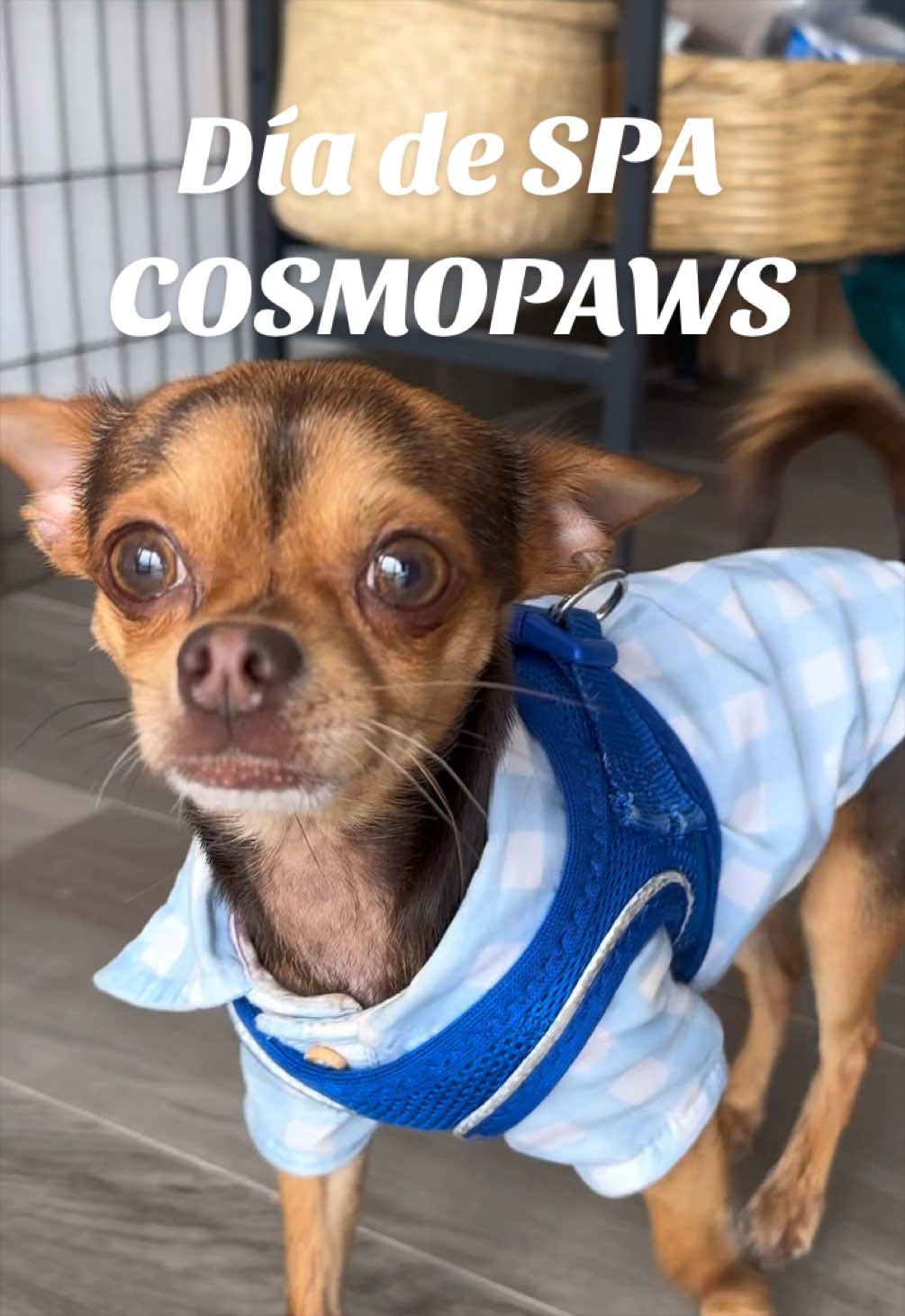 @HeyCosmopaws!