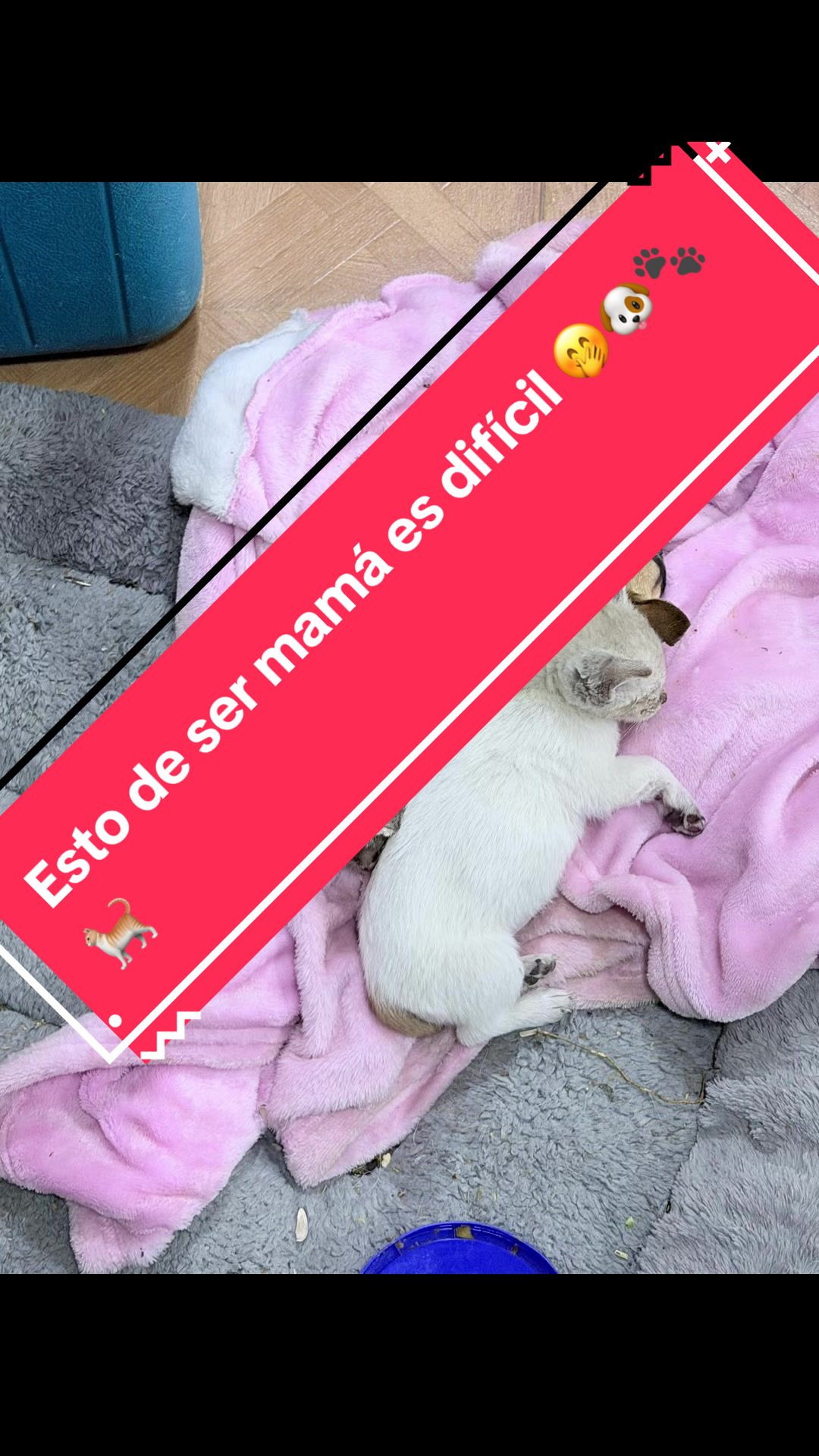 @Pugs en acción 🐶