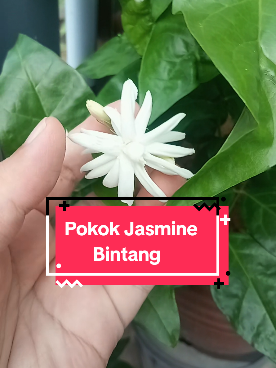 @Lin🌷