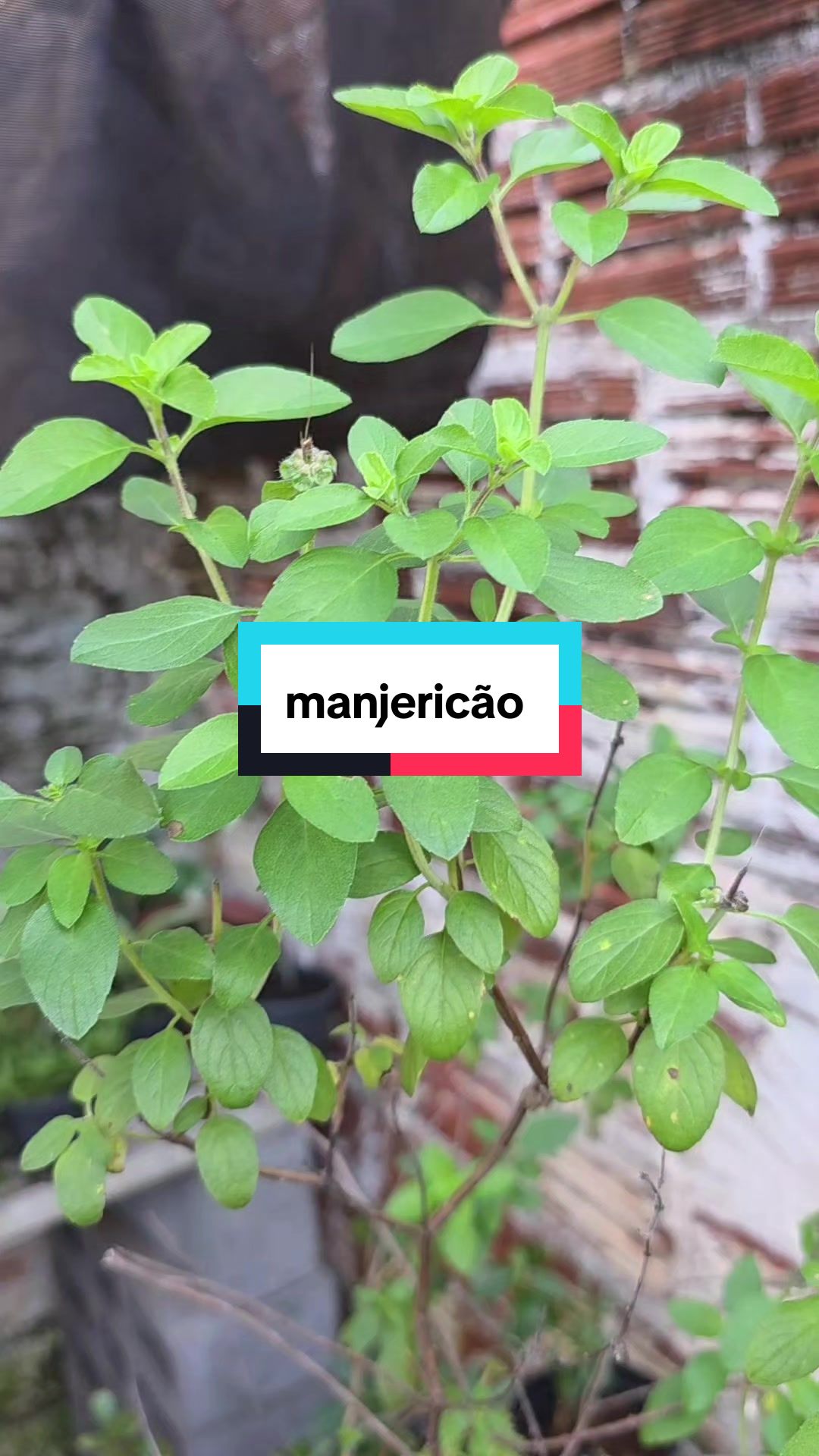 @Dicas e Receitas Naturais