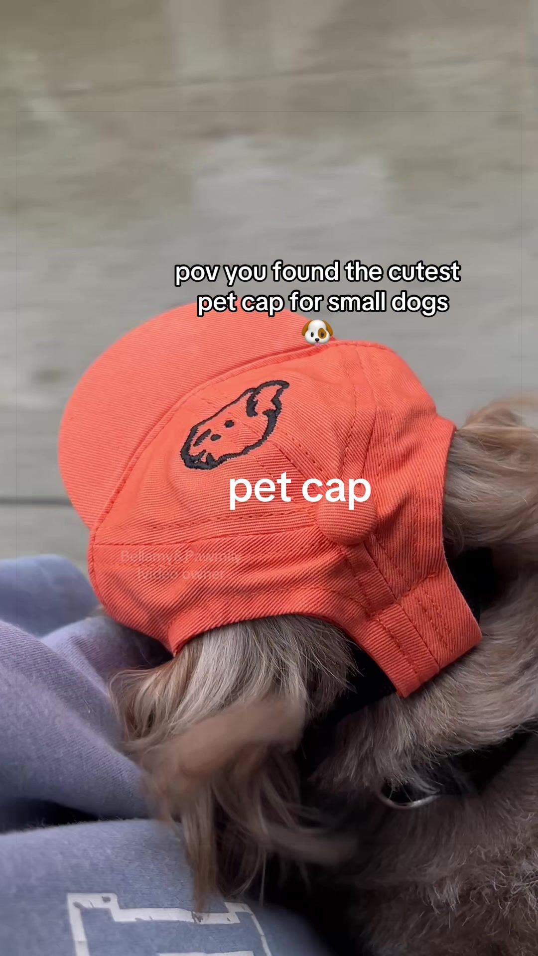 @Bellamy&Pawmily