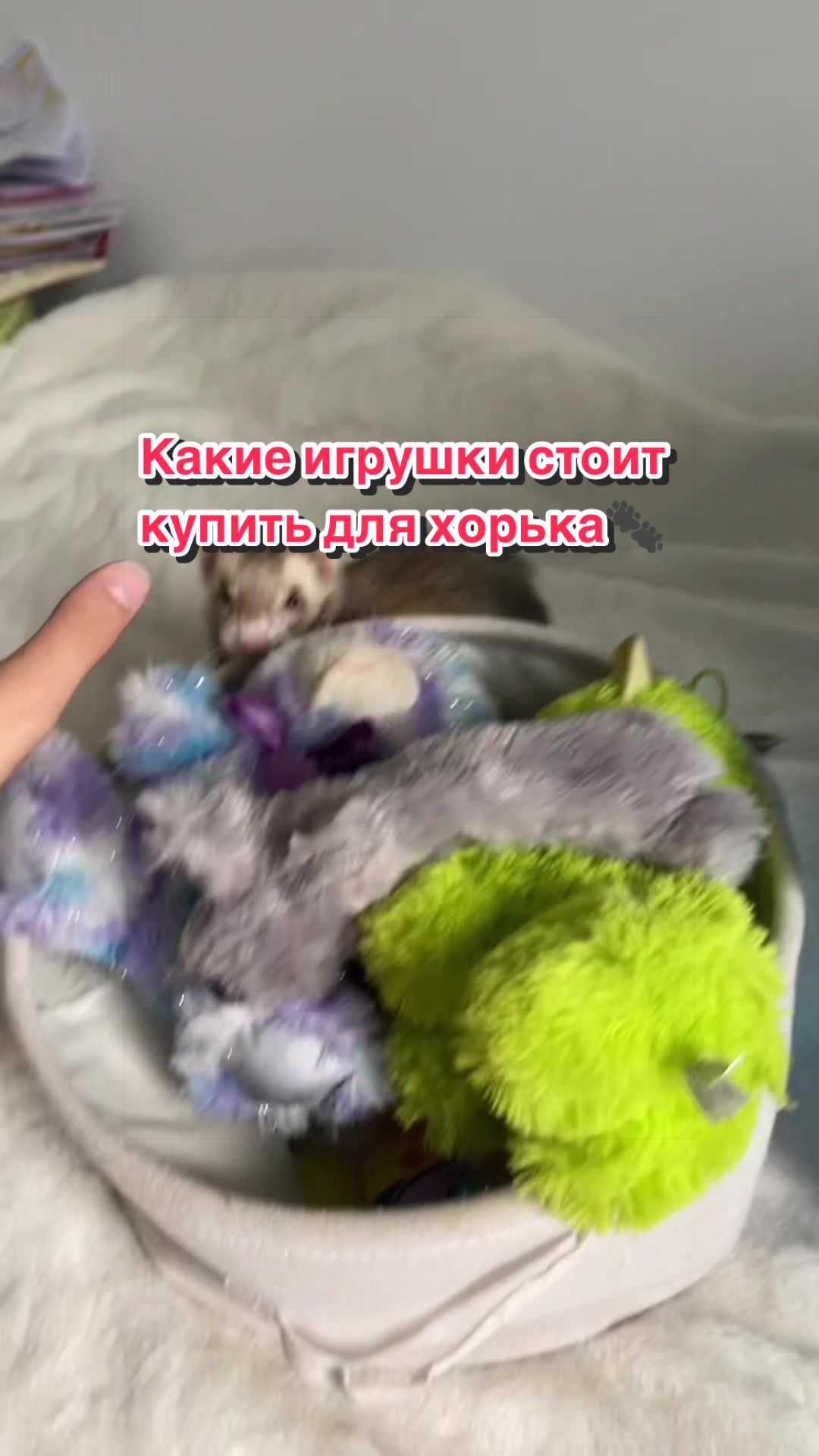 @F_u_r_e_t🐾✨🤍