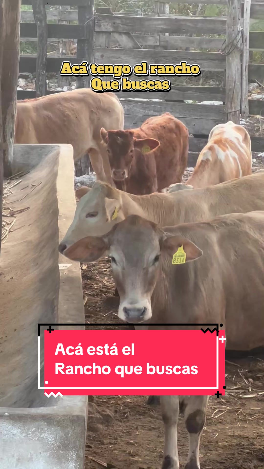 @Chris Cano BR