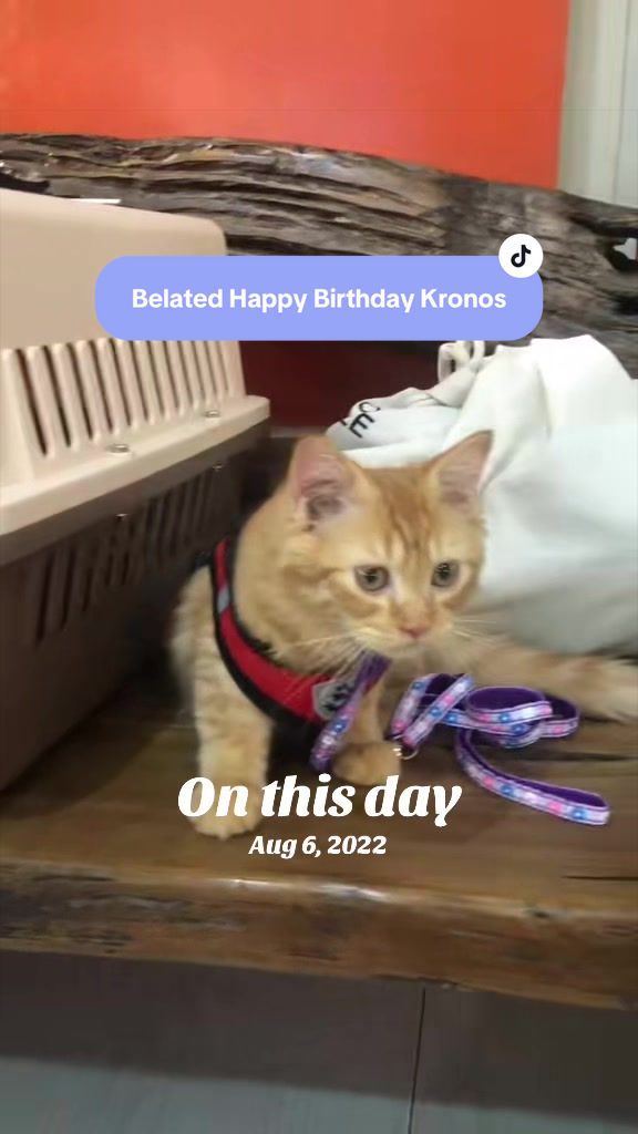 @17meows