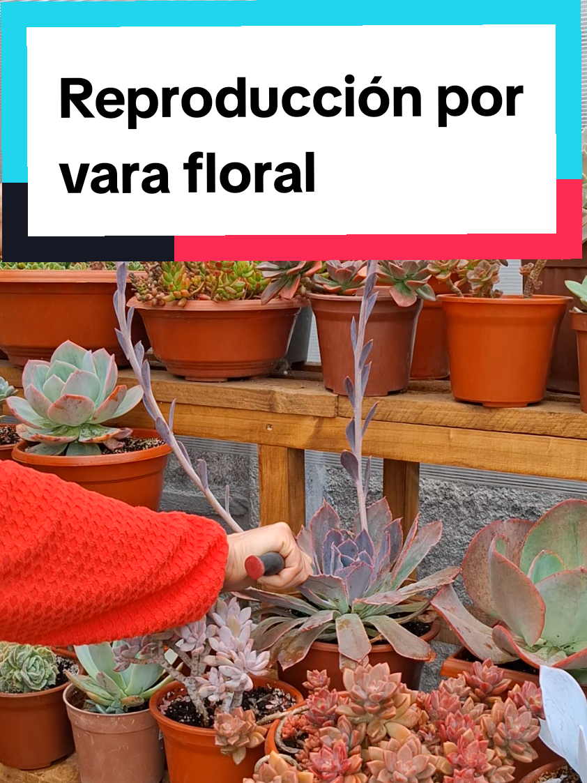@Sucucrochet Artextil 🌵🧶