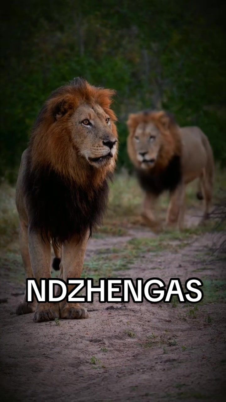 @Nai | LION EXPERT 🌍