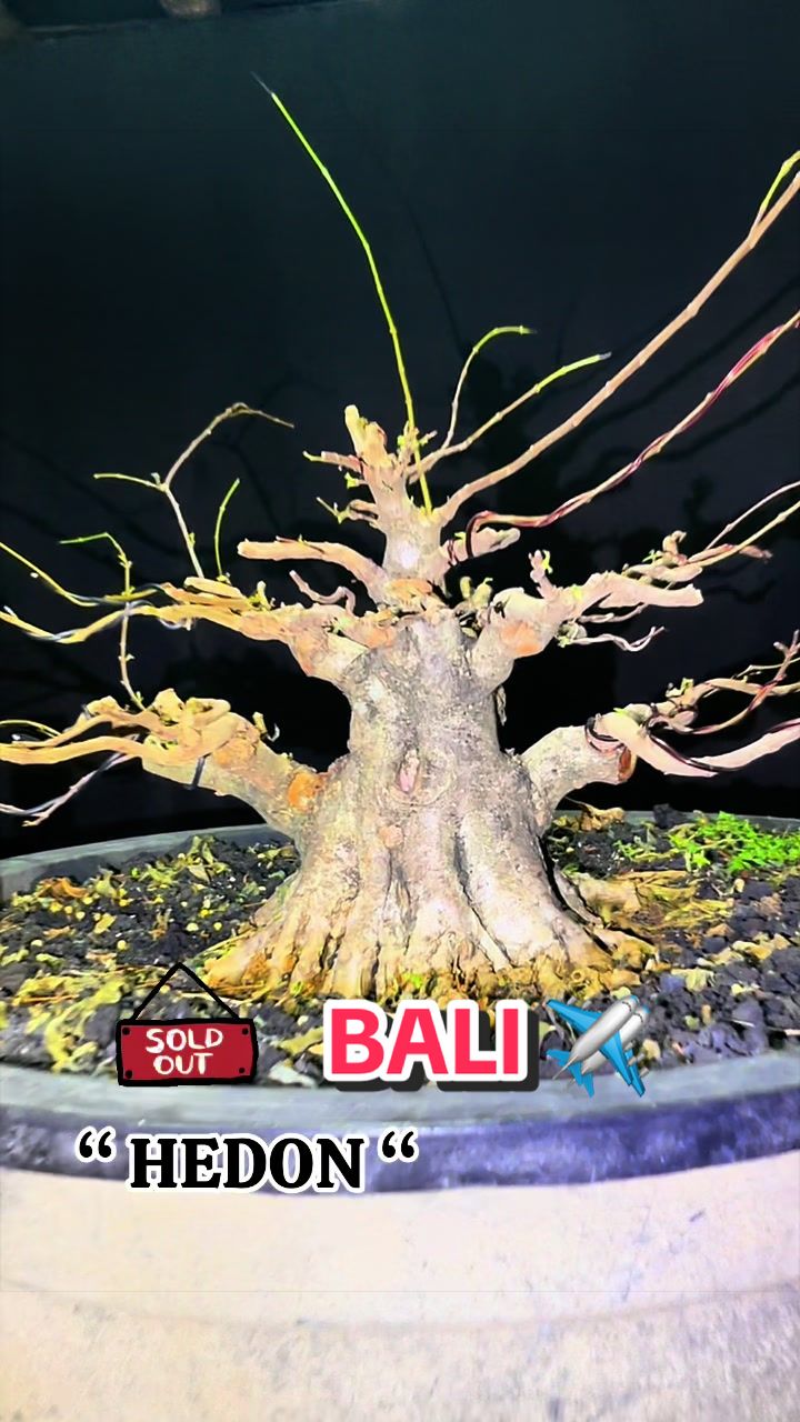 @warbonsai_purwodadi