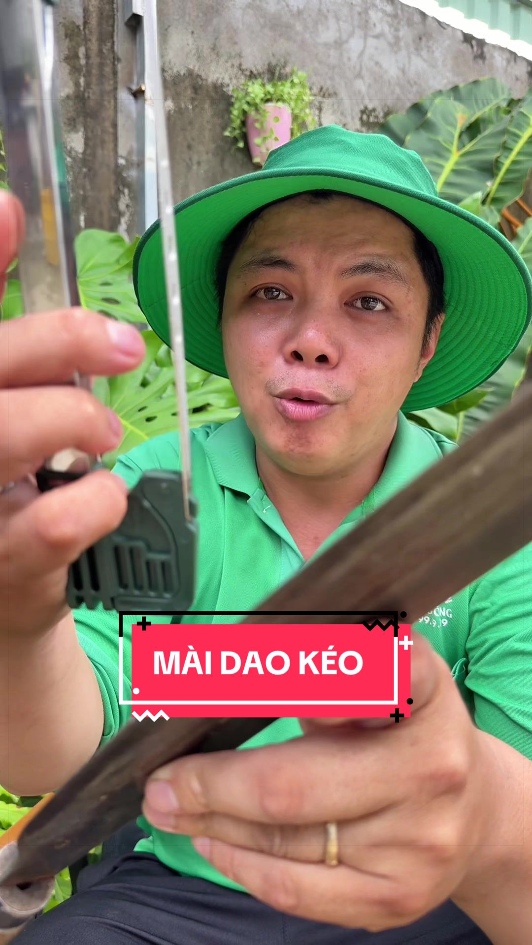 @Cây Xanh Phong Hồng