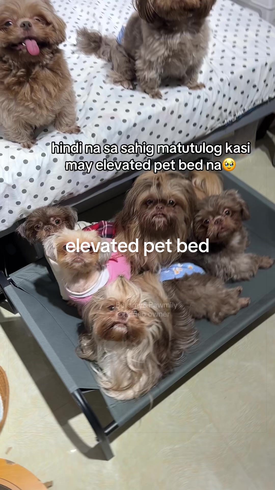 @Bellamy&Pawmily