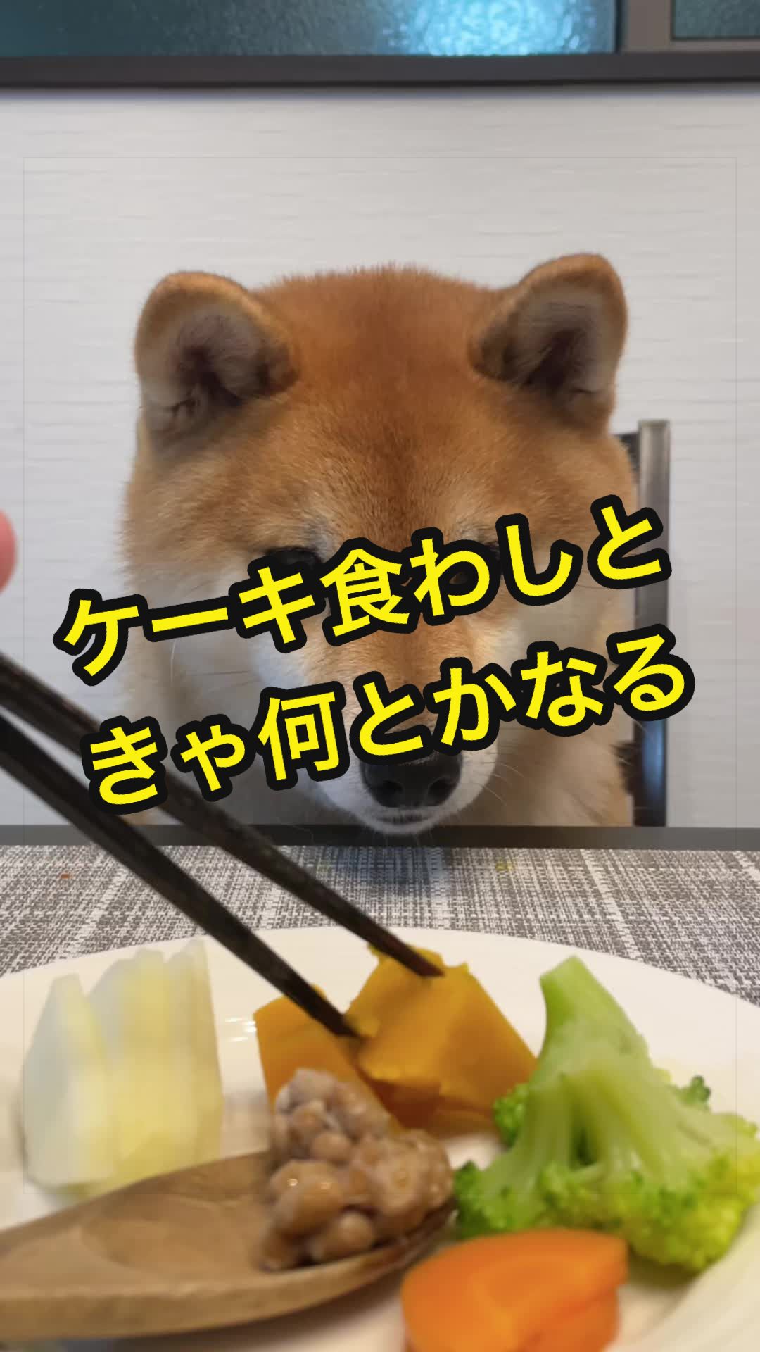 @特に柴犬が好きな人