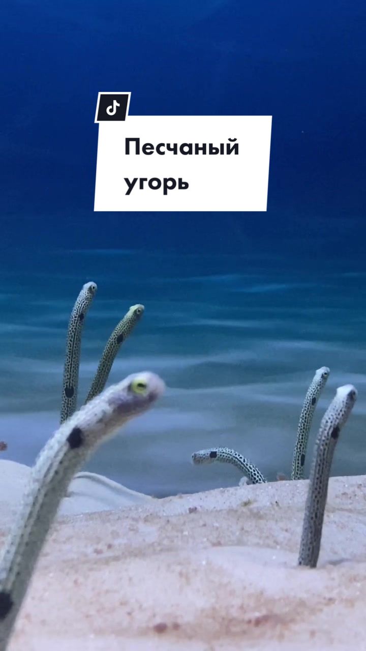 @МОСКВАРИУМ
