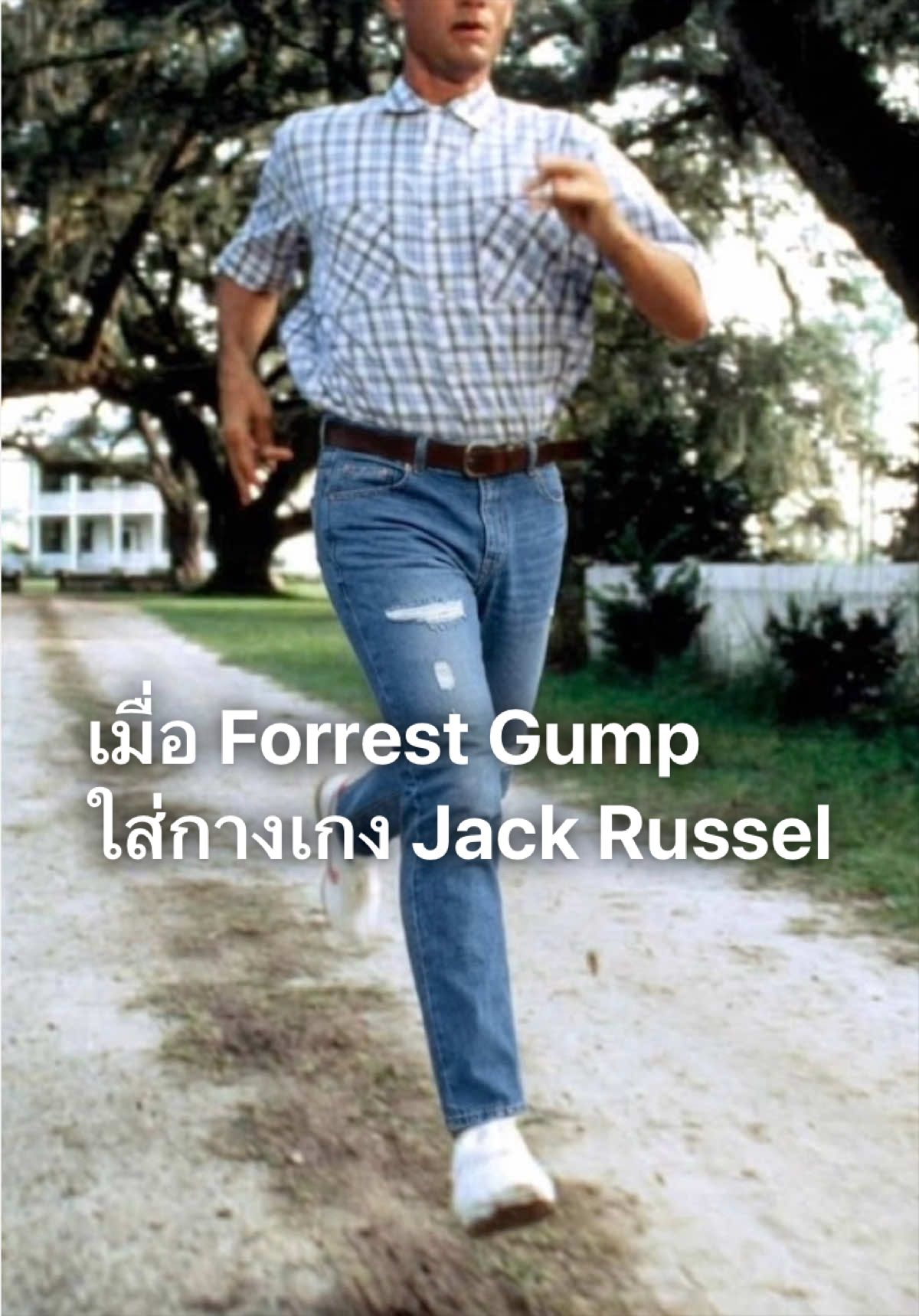 @Jack Russel Jeans