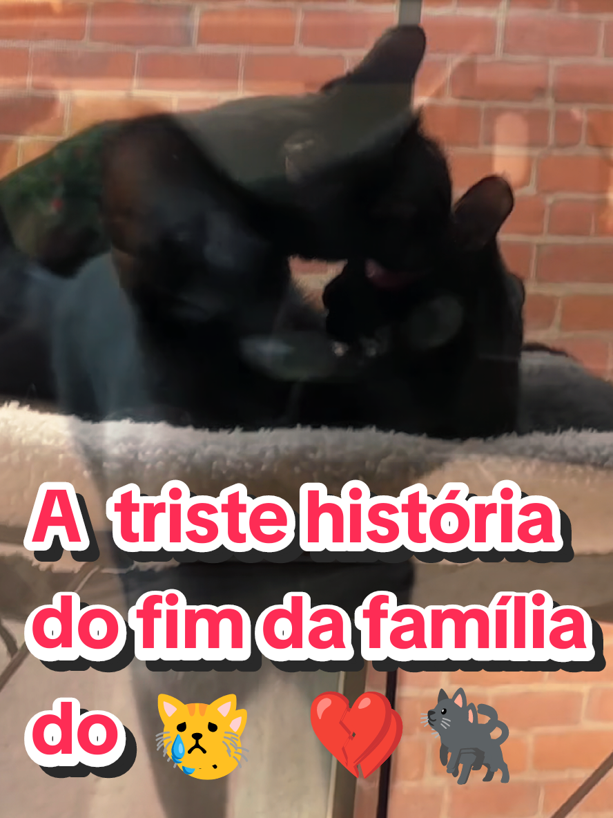 @Gatosetravessuras@10