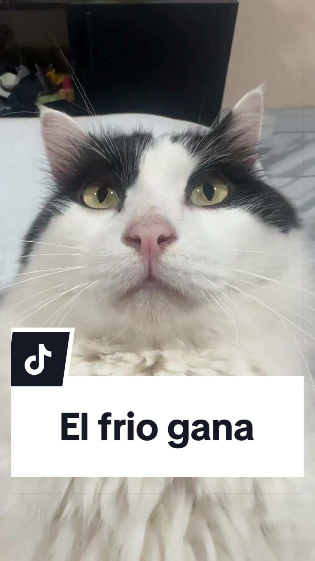 @pepe_el_gordillo