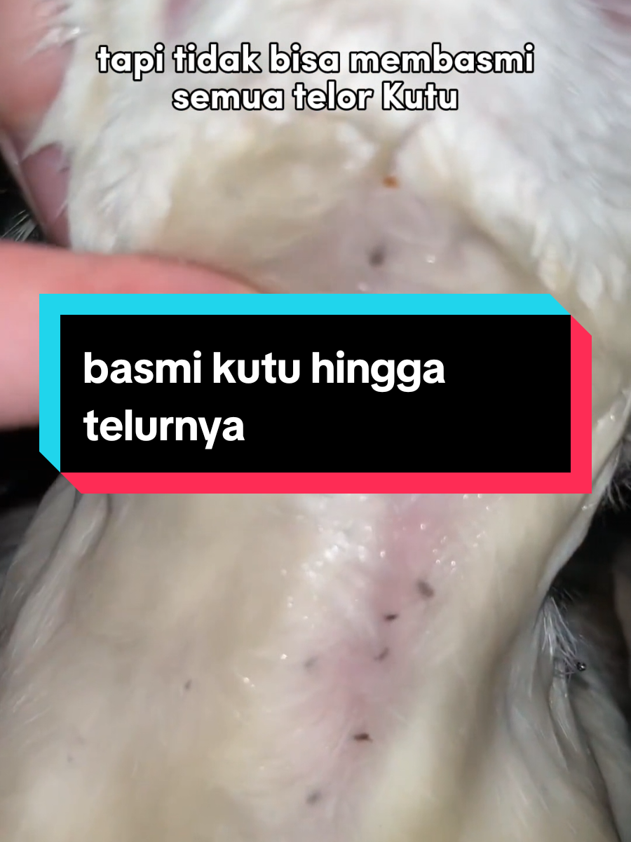 @dunia kucing