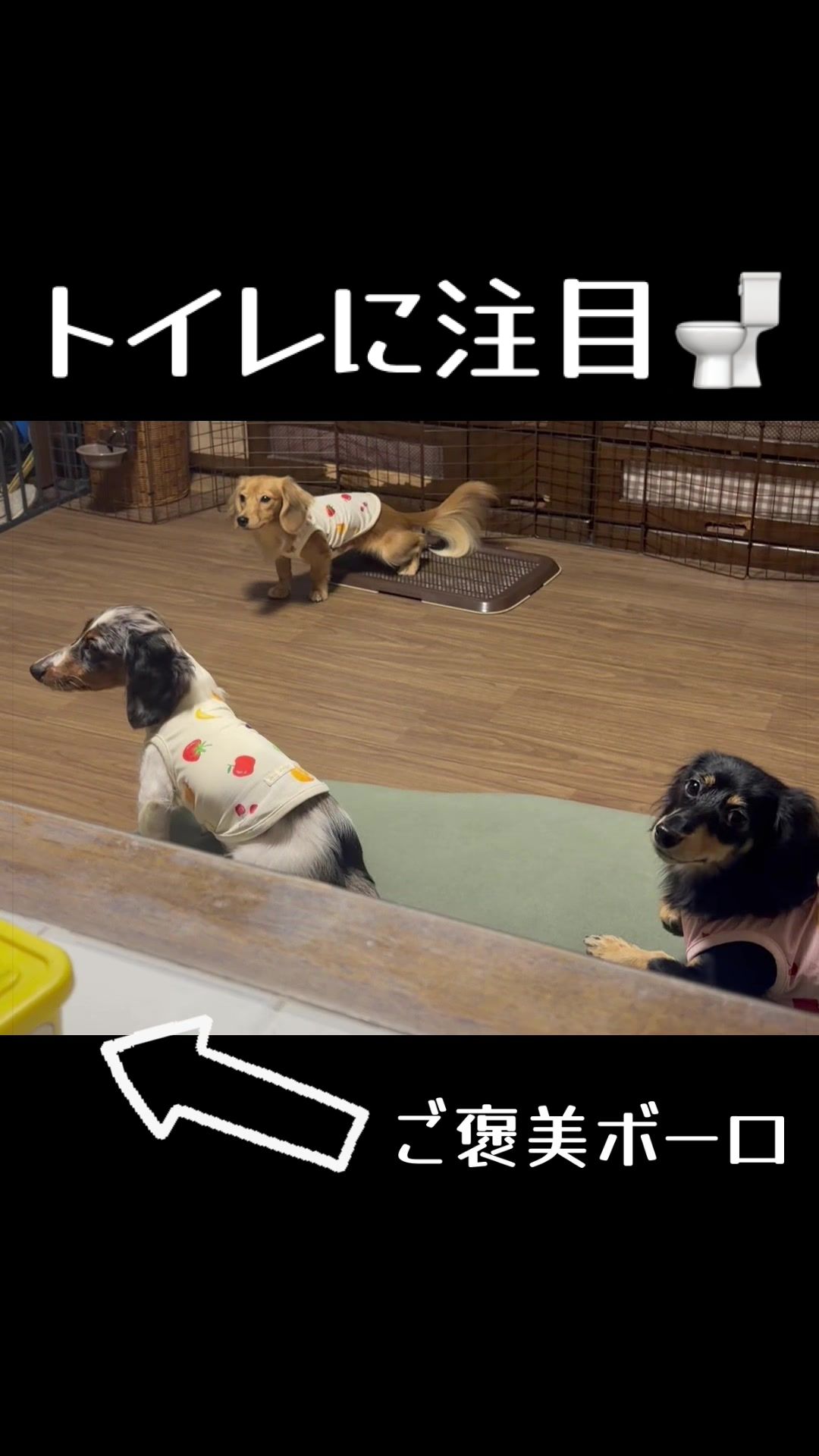 @あんちゃんまん