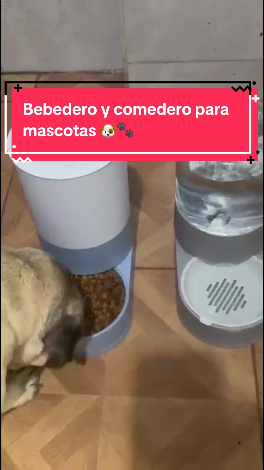 @Pugs en acción 🐶