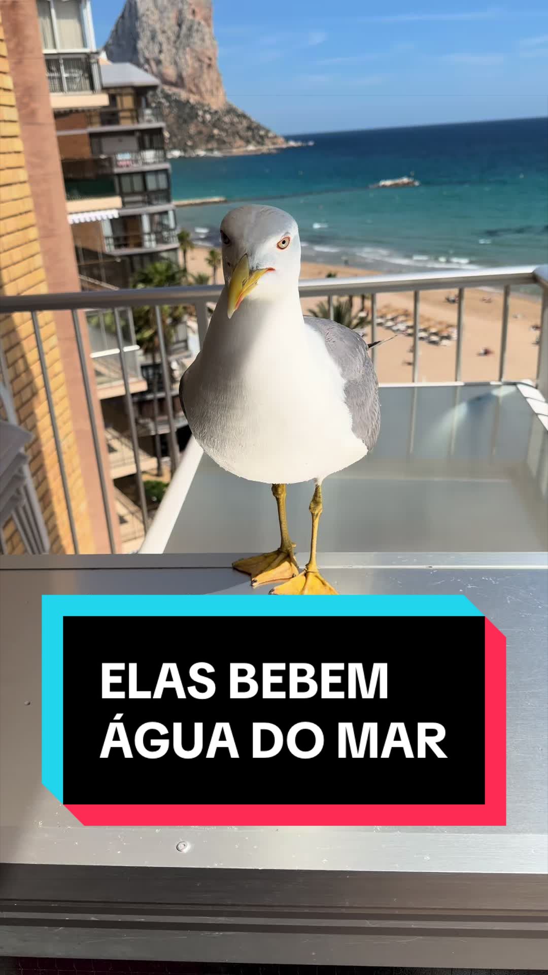 @Shayla Sandes 🇧🇷🇪🇸