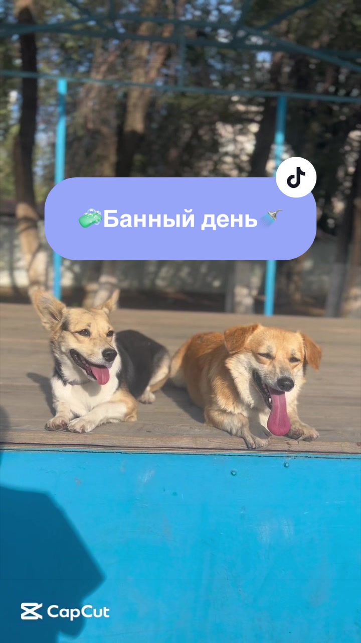 @НЕ КОРГИ