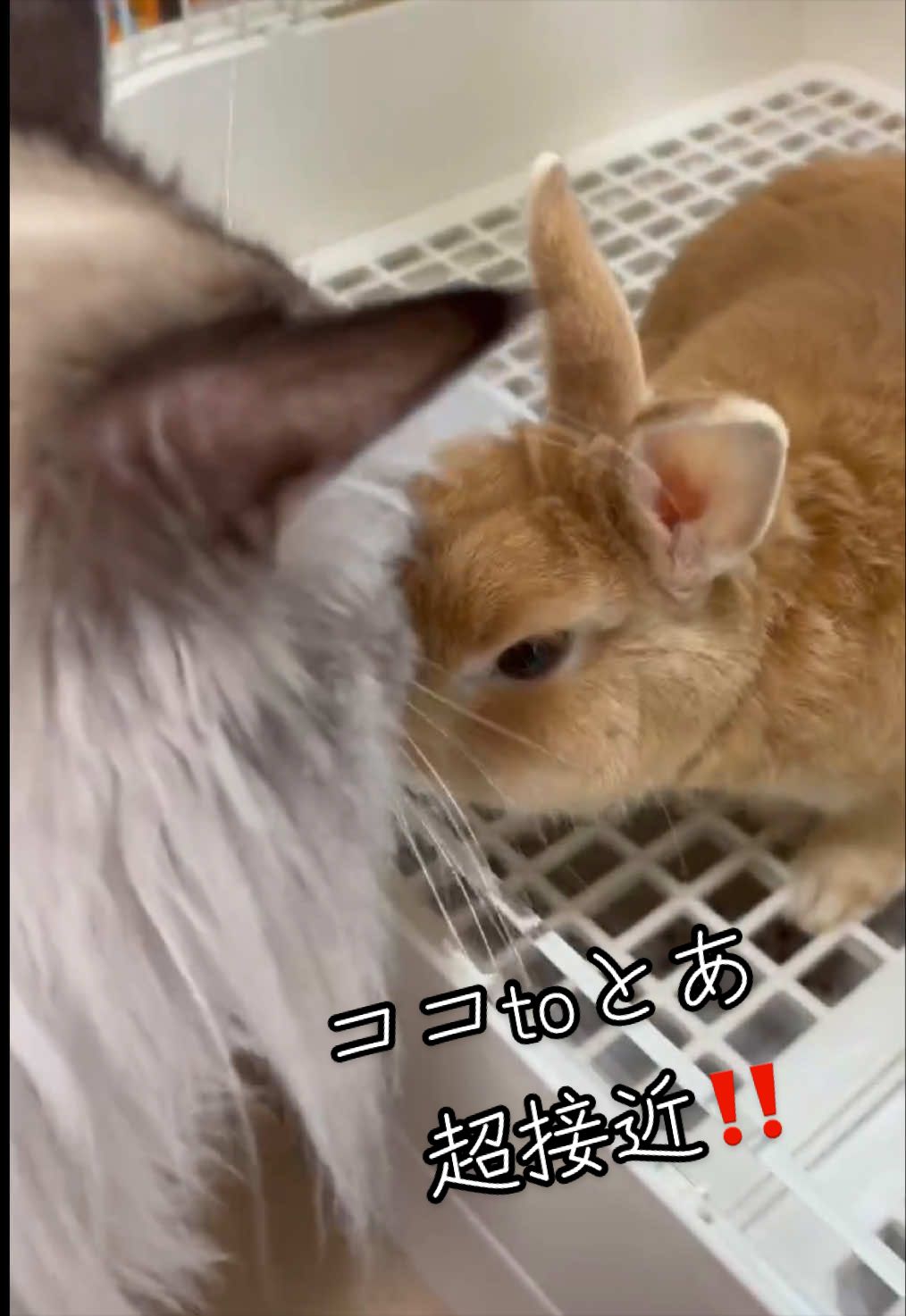 @聴々物語PROJECT