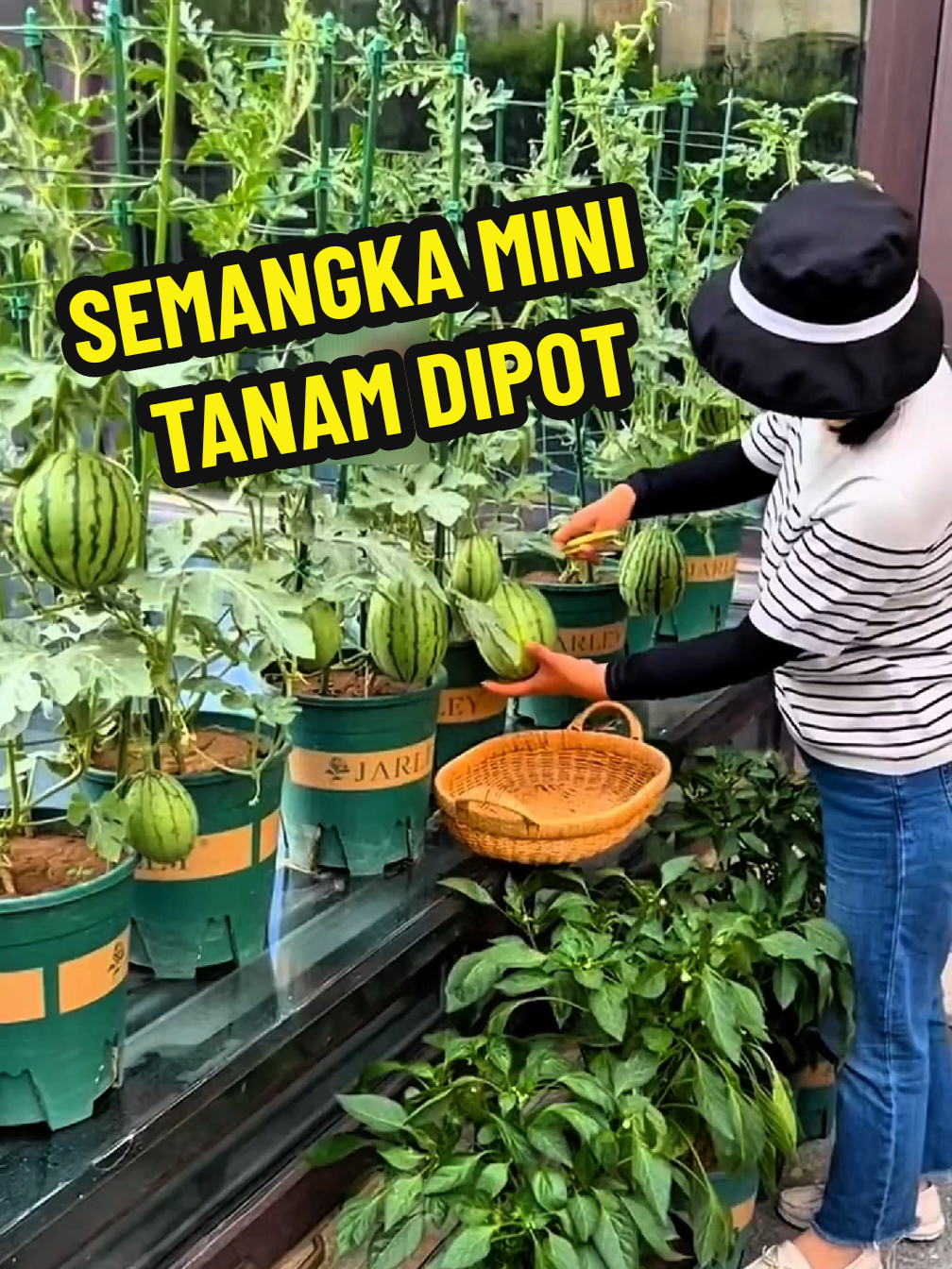 @TOKO BIBIT PAKDE