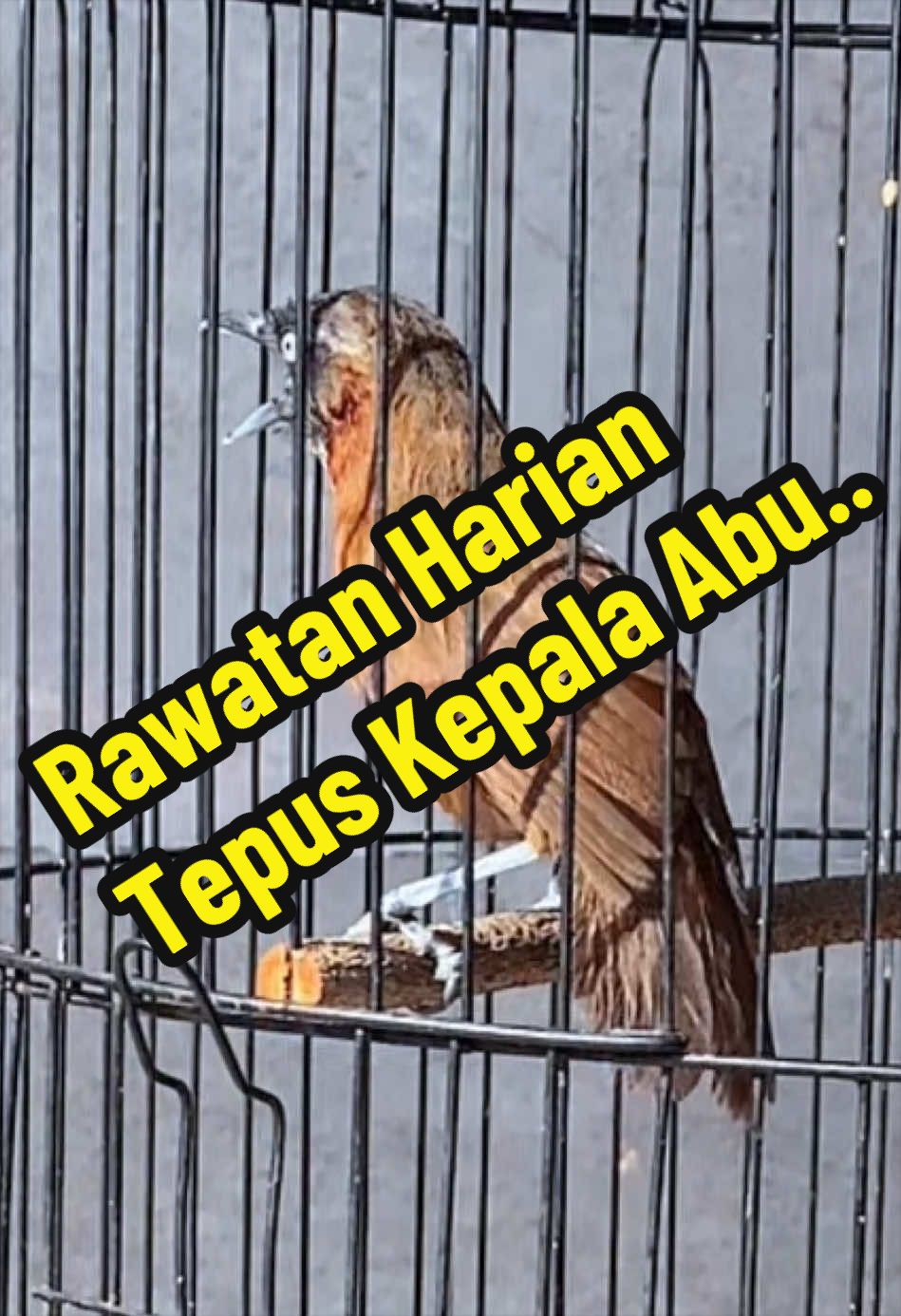 @GeDang Manuk