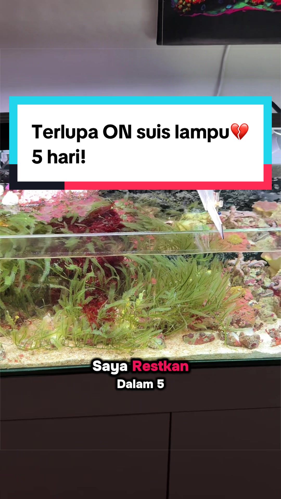 @AsyReef