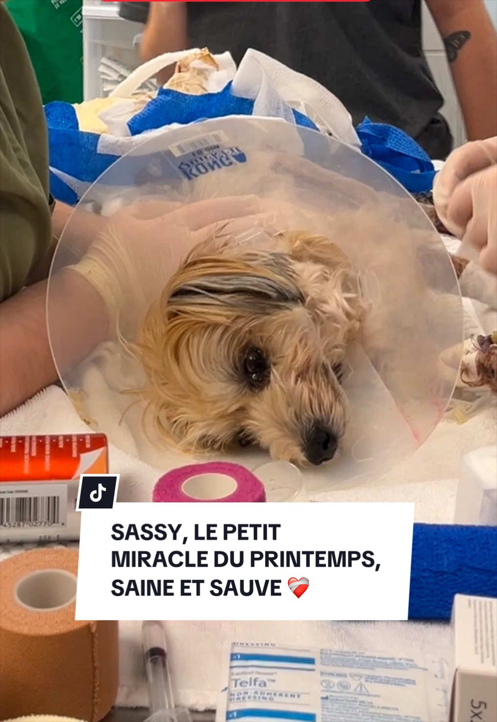 @Montreal SPCA
