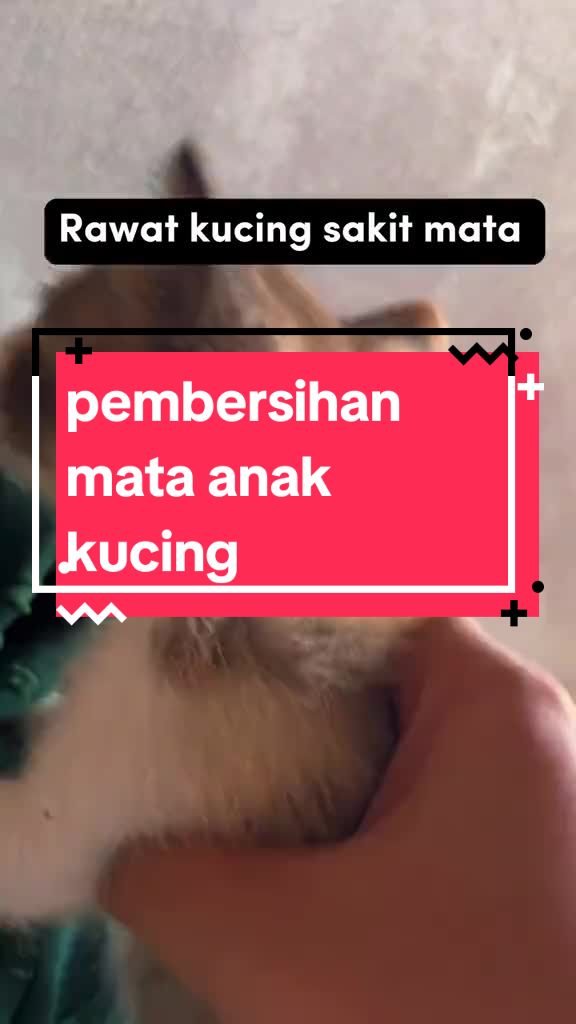 @Pecinta Kucing
