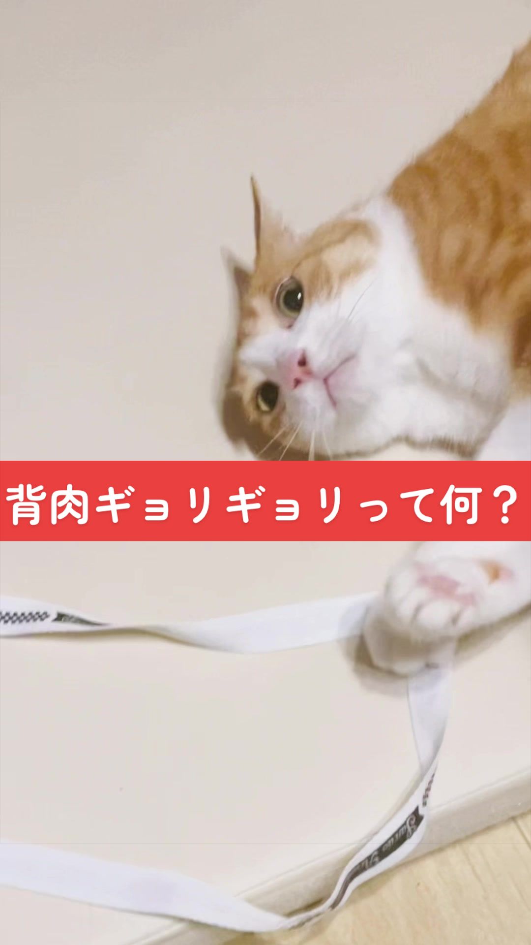 @みーこchannel