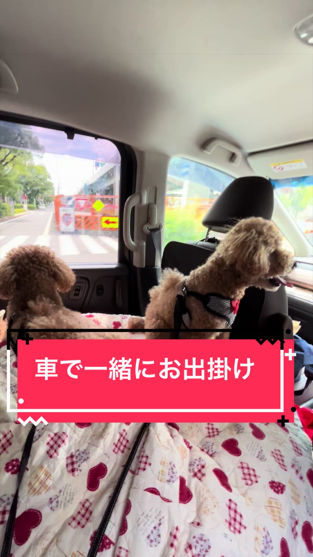 @カンキツ