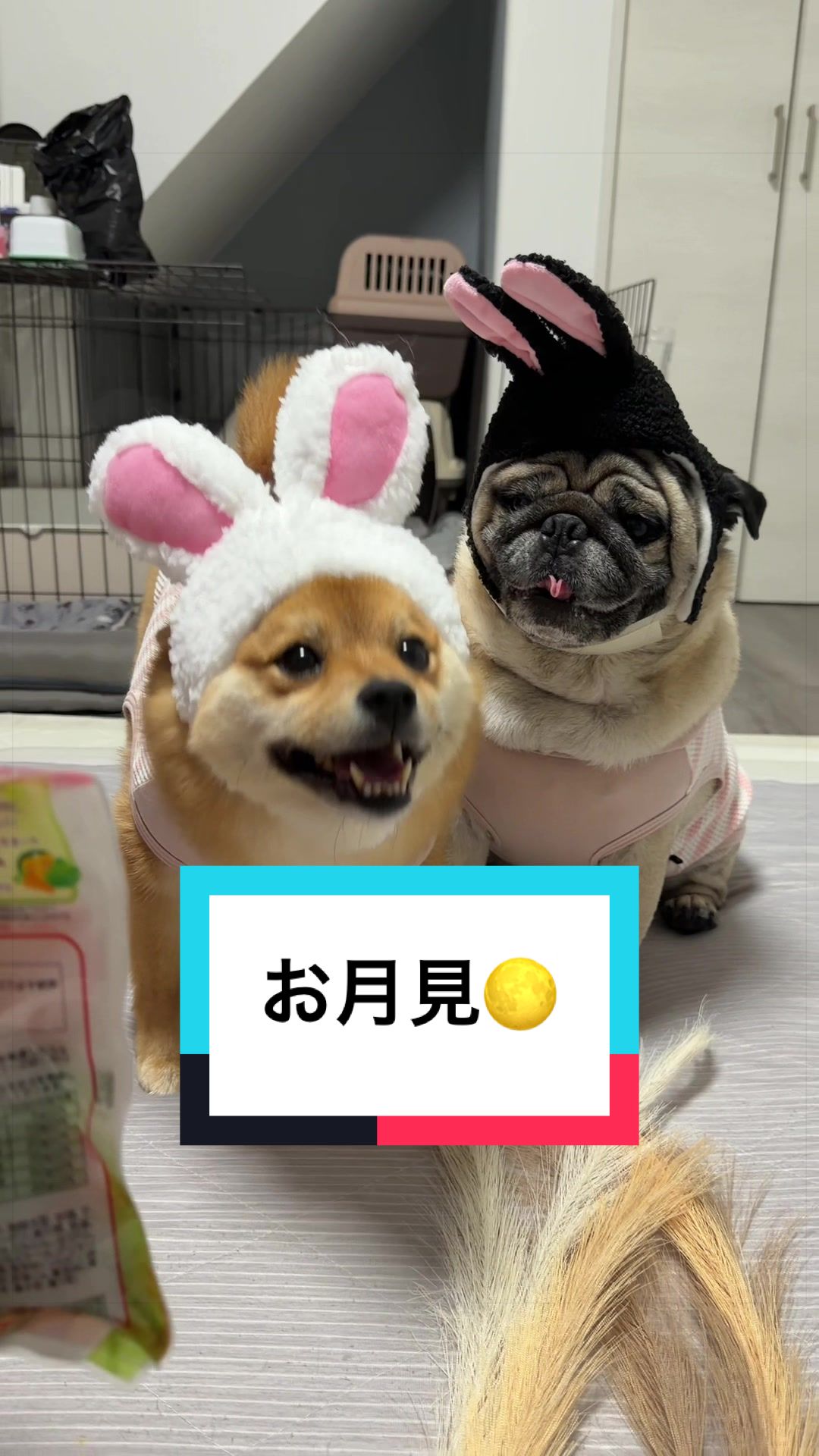 @🐶とん&ぺっぺこぺー🦊