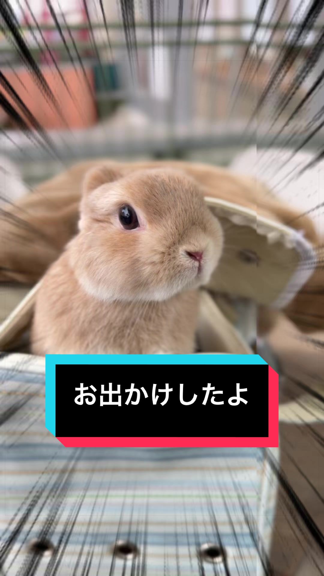 @うさぎのもちまる