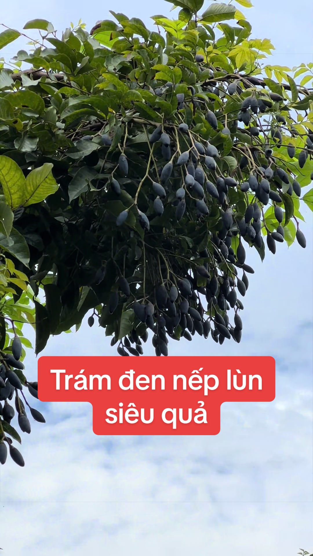 @Nh&agrave; Vườn Vũ Mai