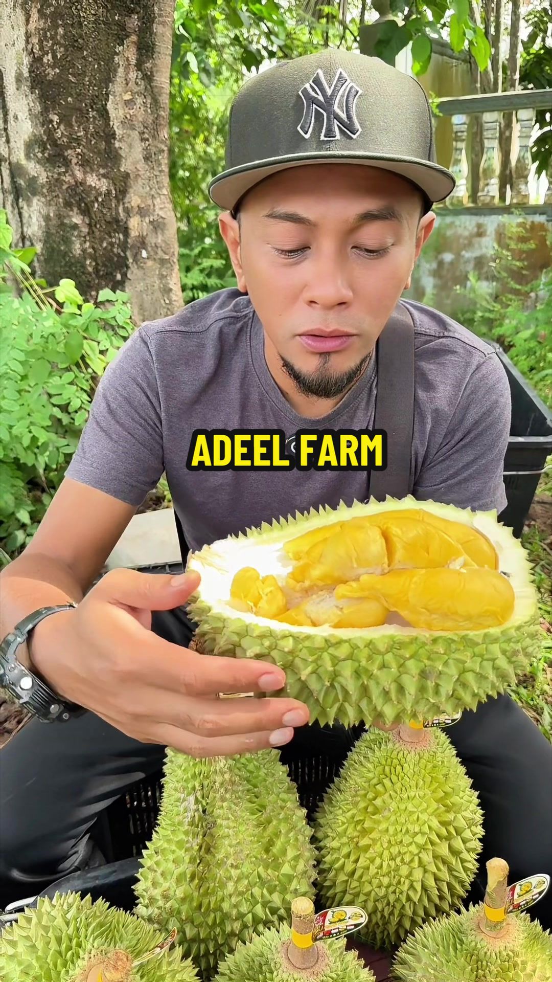 @King of budu