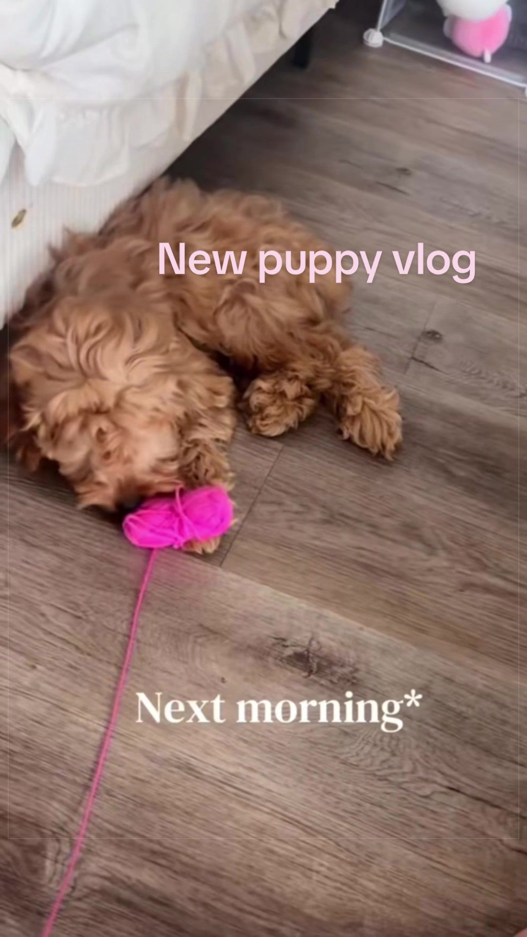 @Fayy 🧸🎀