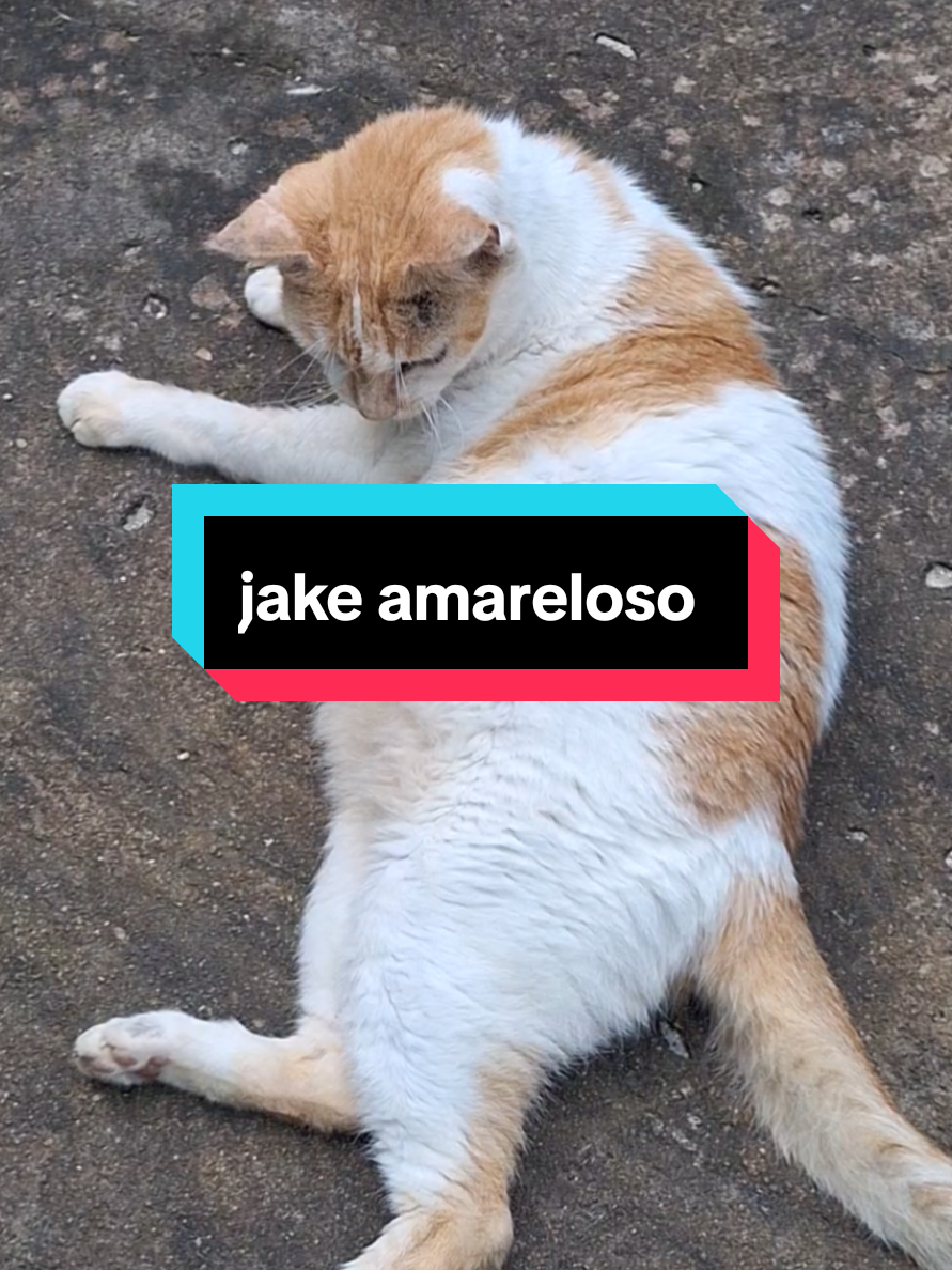 @casa dos gatos