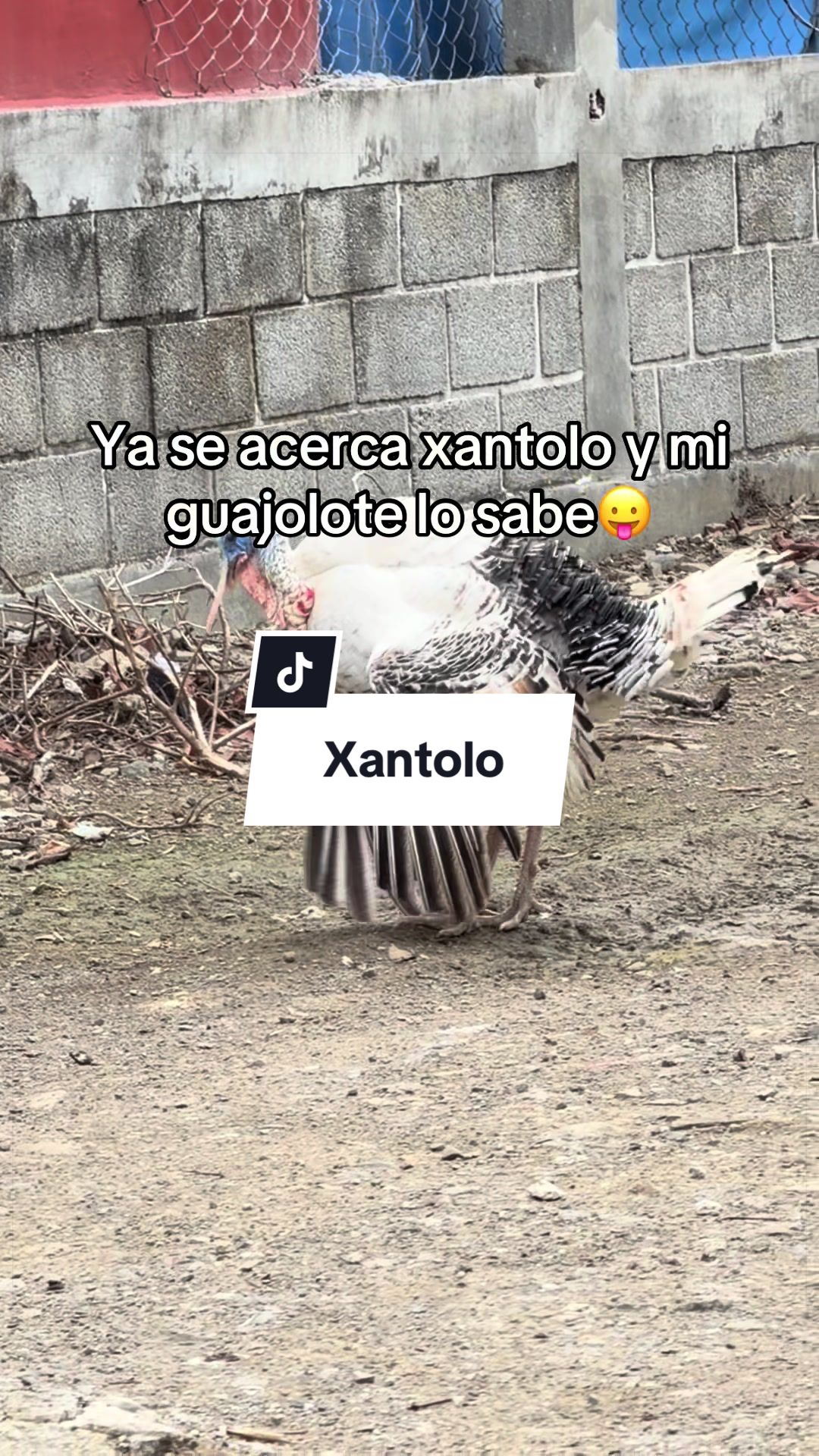 @Luis