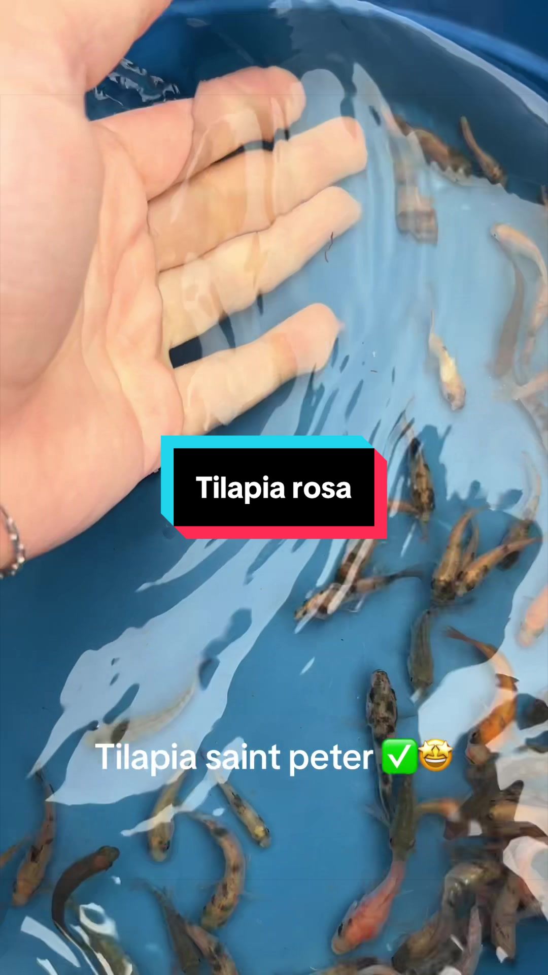 @Walter Fish