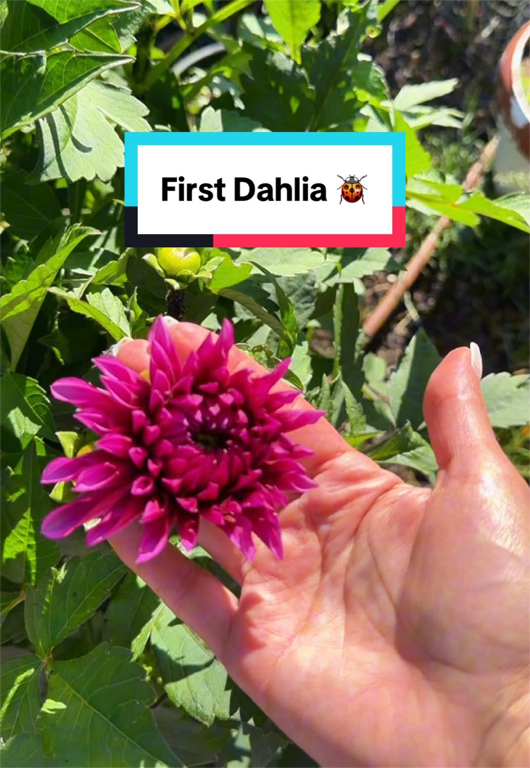 @Ava Dahlia ๐จ๐ฆ๐ฉ๐พโ๏ธ