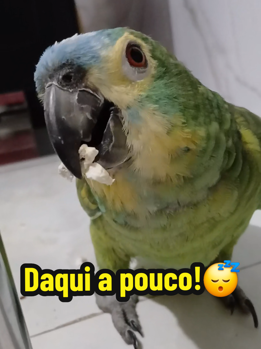 @Papagaio Chico🌽🦜