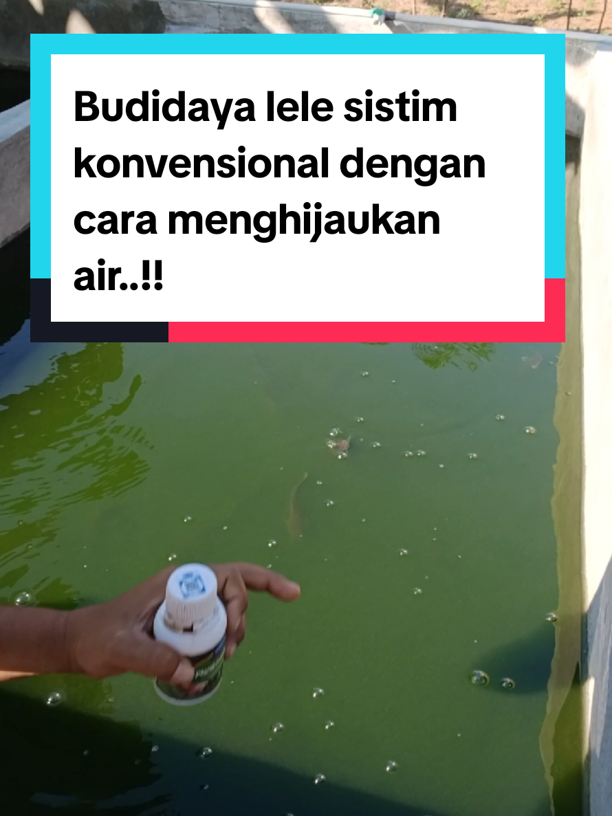 @Kang_Ewi