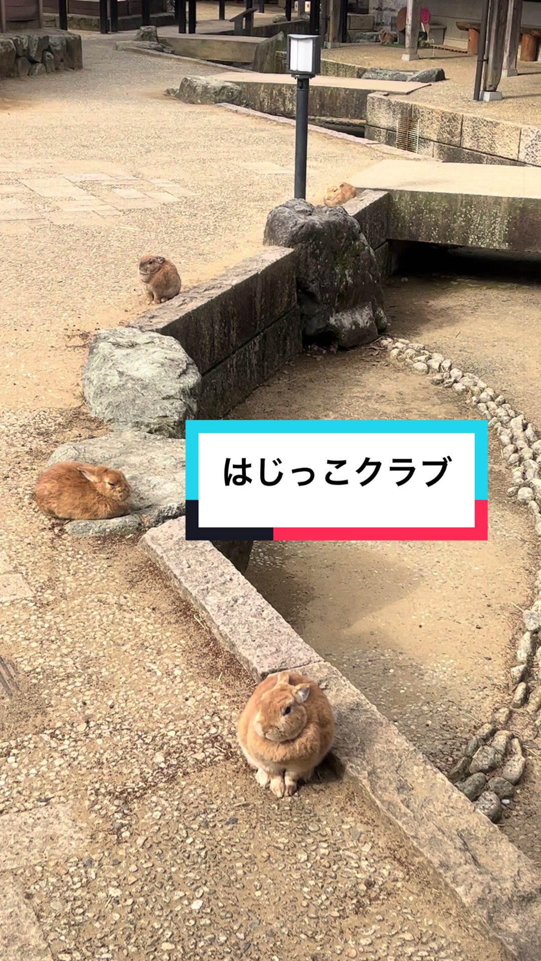 @【公式】月うさぎの里