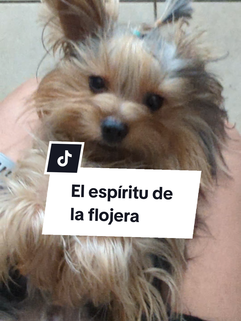@Maximus