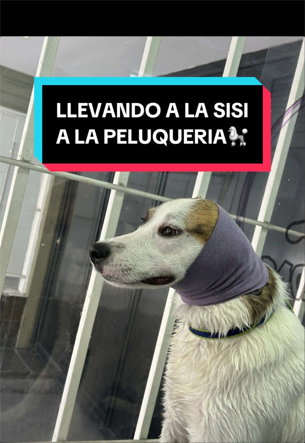 @MAXSISITO FLY
