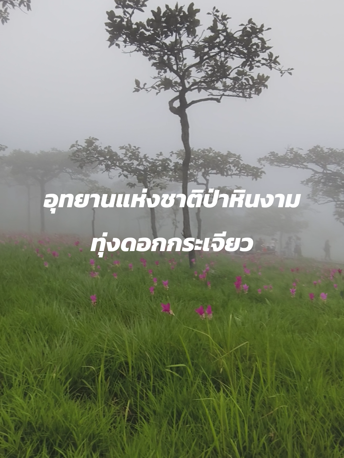 @ปวดดากทริป