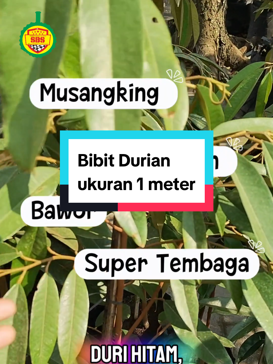 @Produksi Buah_SBS