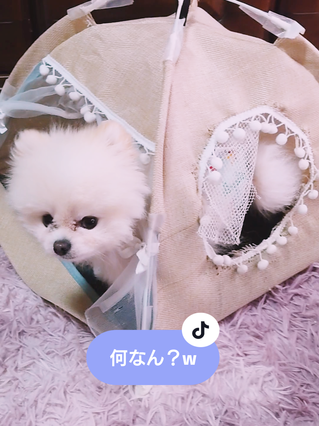 @ゆりあ&ぽんた🐶🐾