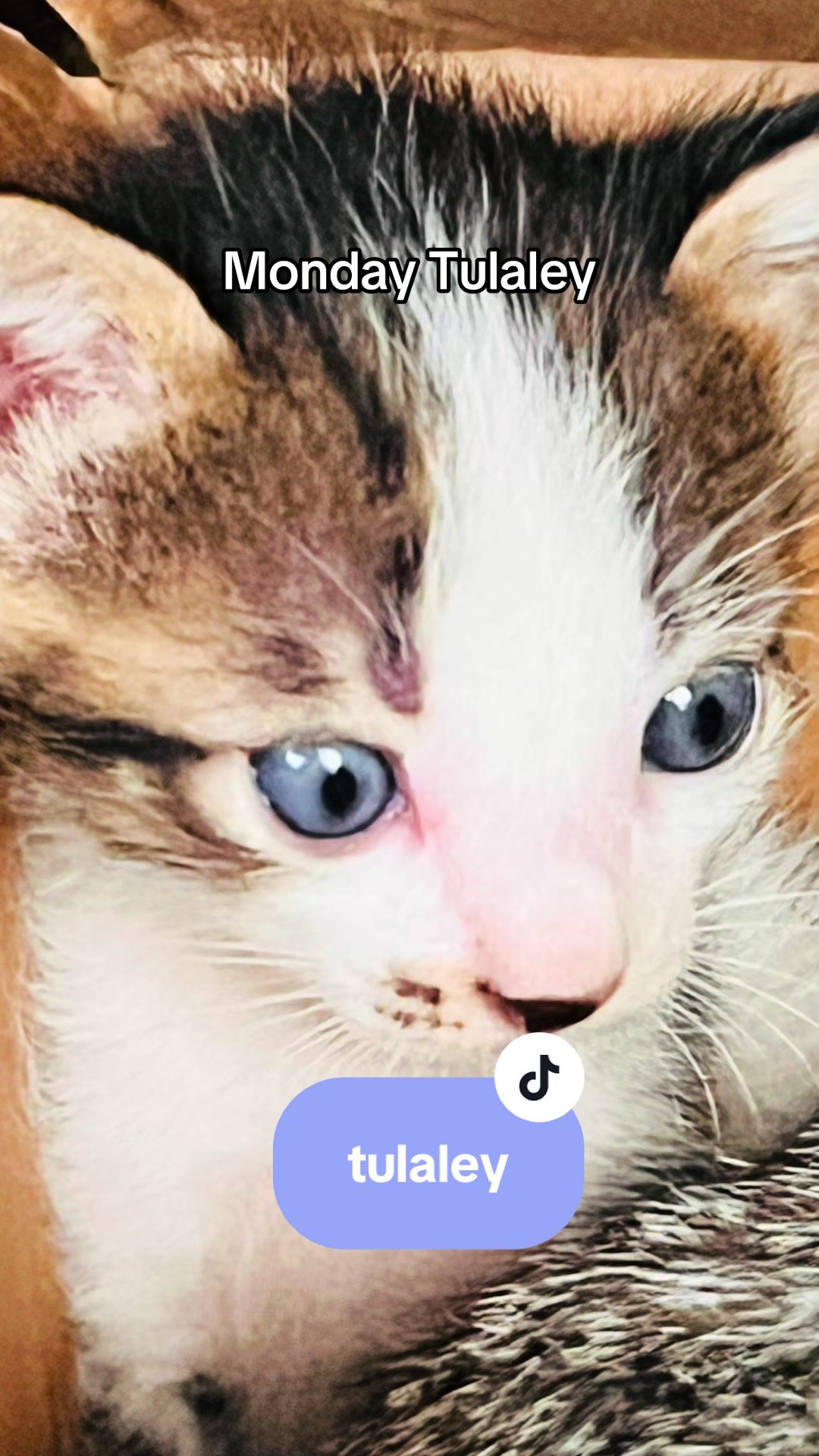 @17meows